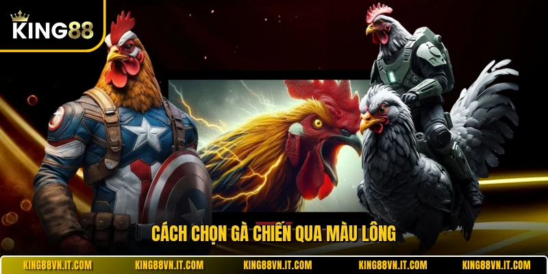 Cách chọn gà chiến qua màu lông