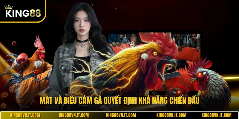 Mắt và biểu cảm gà quyết định khả năng chiến đấu